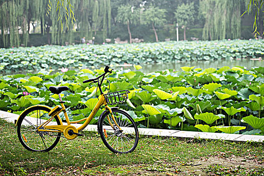 湖边荷叶