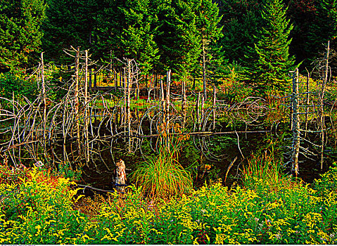 沼泽,靠近,新斯科舍省,加拿大