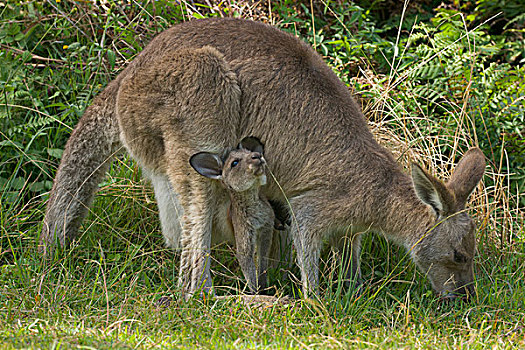 大灰袋鼠,灰袋鼠,女性,放牧,幼兽,嗅,高草,国家公园,新南威尔士,澳大利亚
