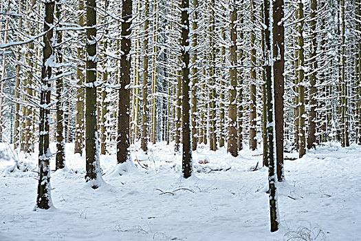 风景,雪,挪威针杉,欧洲云杉,树林,冬天,普拉蒂纳特,巴伐利亚,德国