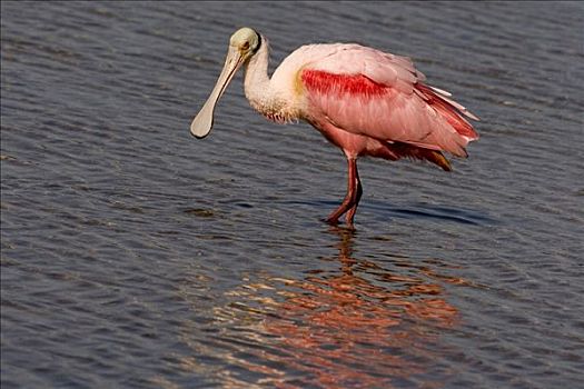 粉红琵鹭,涉水,佛罗里达