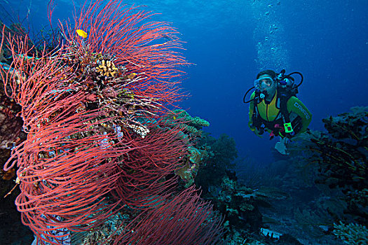 潜水,看,红海,鞭子,帕劳,大洋洲