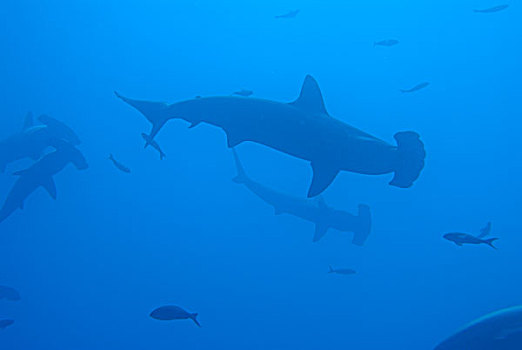 厄瓜多尔,加拉帕戈斯群岛,沃尔夫岛,圆齿状,鲨鱼