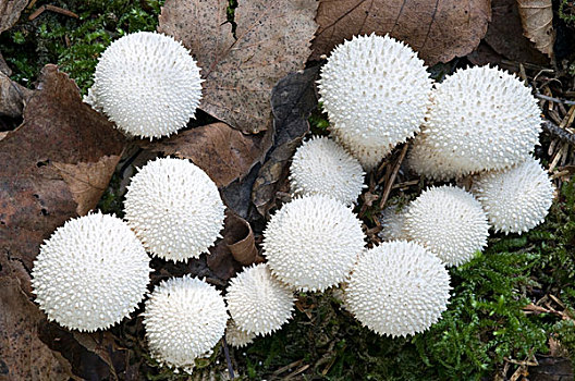 马勃菌,瓶子,荒野,上奥地利州,奥地利,欧洲