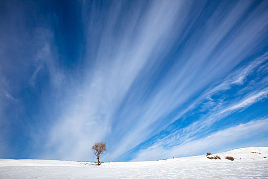江布拉克的云与树