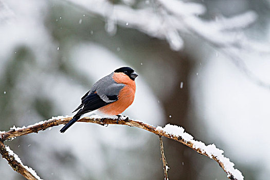 红腹灰雀,冬天,巴伐利亚,德国