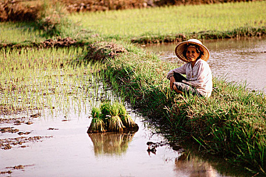 泰国,农民,休息,种植,稻米