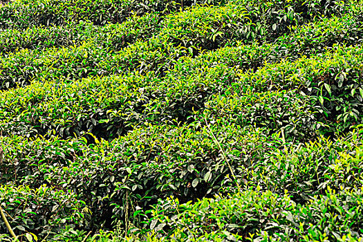 茶园,斯里兰卡,亚洲