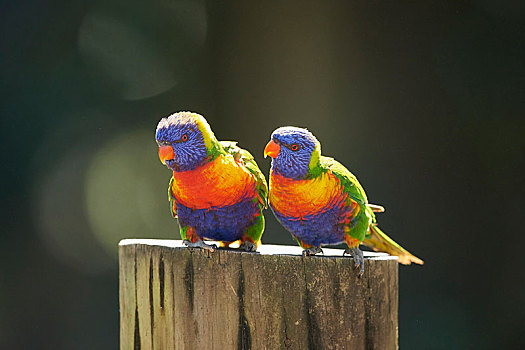 彩虹,吸蜜鹦鹉,海滩,维多利亚,澳大利亚,大洋洲