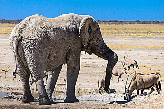 非洲,大象,南非大羚羊,水坑,埃托沙国家公园,纳米比亚