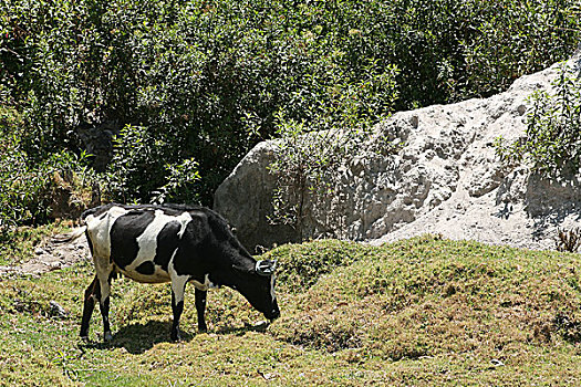 母牛,岩石