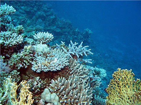 彩色,珊瑚礁,珊瑚,仰视,热带,海洋,蓝色背景,水,背景