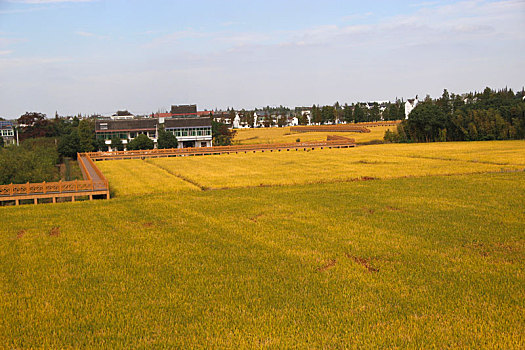 稻香村,农民丰收节,瞭望台