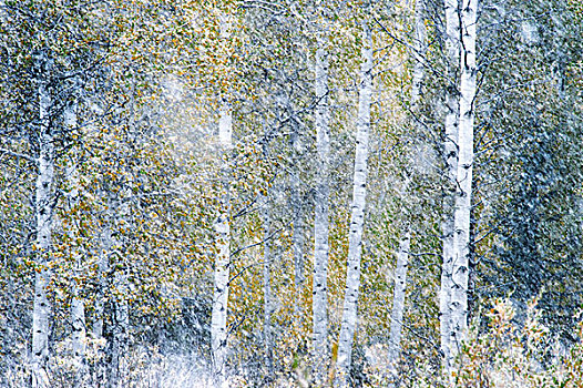 秋天,暴风雪,白杨,大台顿国家公园