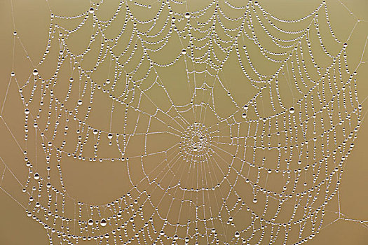蜘蛛网,露珠,西澳大利亚州,澳大利亚