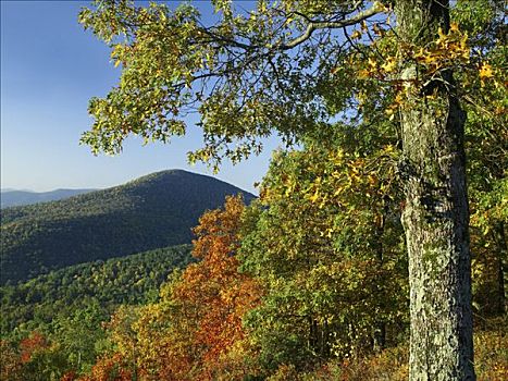 树林,秋色,风景,河,俯瞰,仙纳度国家公园,弗吉尼亚