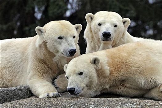 三个,北极熊