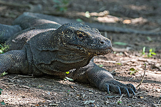 印度尼西亚,科莫多岛,科莫多国家公园,世界遗产,著名,科摩多巨蜥,蜥蜴,世界