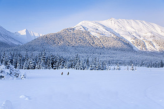 伴侣,越野滑雪,雪盖,草地,围绕,云杉,楚加奇山,靠近,阿拉斯加