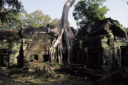 柬埔寨,吴哥,塔普伦寺,庙宇,繁茂,植被