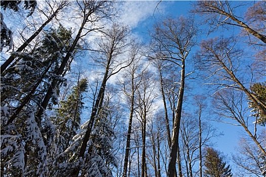 桤木,树,冠,雪,包着,蓝天