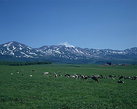 牧场,山脉,山