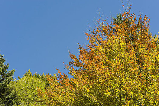 秋天,萨尔茨堡,奥地利