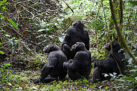 黑猩猩,类人猿,群,猴子,树,室外,猎捕,巡逻,西部,乌干达