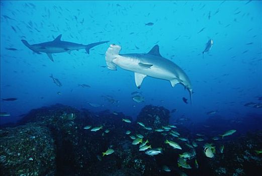 圆齿状,槌头双髻鲨,路氏双髻鲨,一对,游动,珊瑚鱼,岛屿,哥斯达黎加