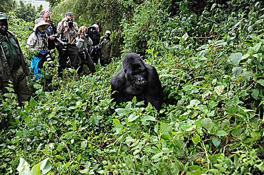 山地大猩猩,大猩猩,游客,群体,看,银背大猩猩,国家,卢旺达