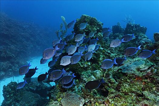 大西洋,蓝色,游动,上方,珊瑚礁,觅食,佩特罗,岛屿,伯利兹,中美洲,加勒比海