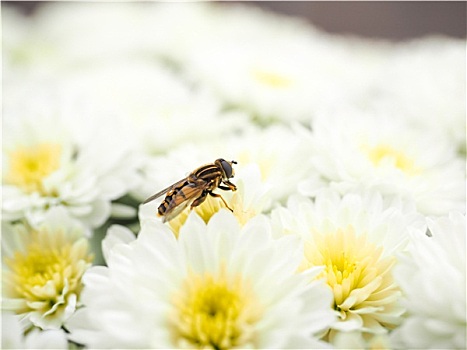 蜜蜂,花蜜,授粉,白花
