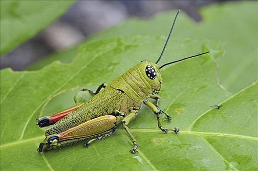 蝗虫,蝗科,国家公园,马达加斯加