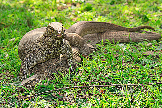 孟加拉,巨蜥属,交配,波隆纳鲁沃古城,北方,中央省,斯里兰卡,亚洲