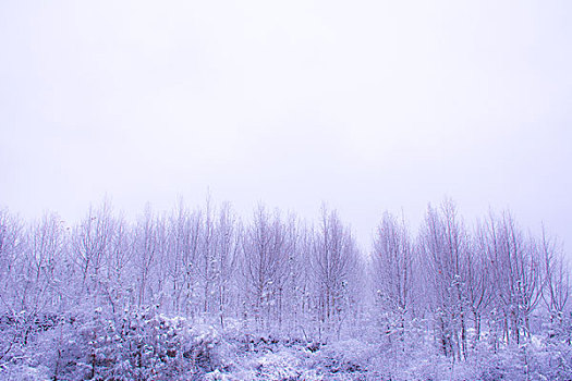 雪景