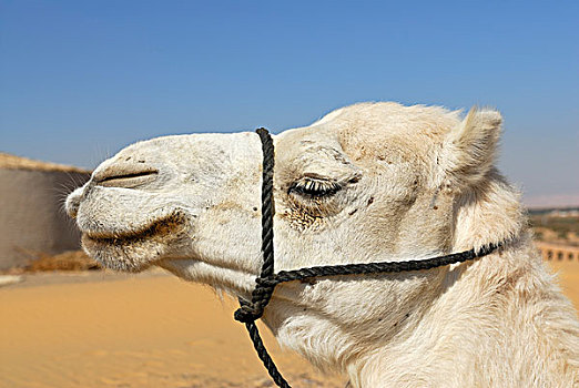 白色,阿拉伯,骆驼,单峰骆驼,肖像,达赫拉,绿洲,利比亚沙漠,西部,撒哈拉沙漠,埃及,非洲