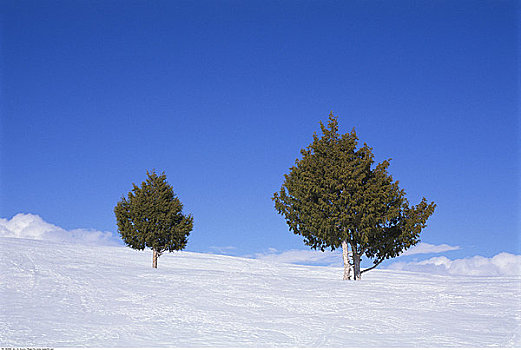 雪,树,冬天,爱达荷,美国