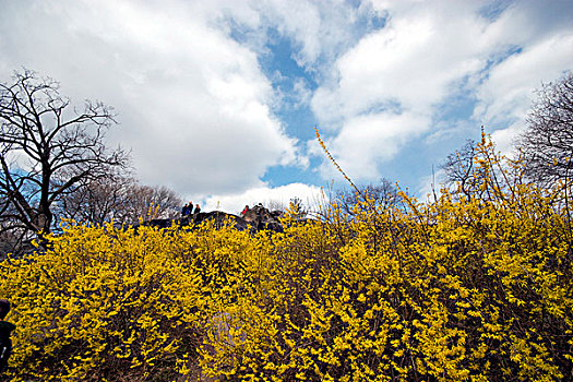 连翘属植物,灌木丛,开花,中央公园,纽约