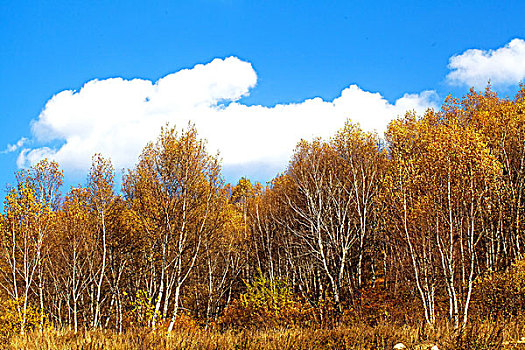 中国北方秋天蓝天白云下整齐挺拔发黄的白桦林