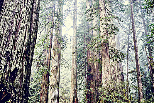 红杉,加利福尼亚,美国