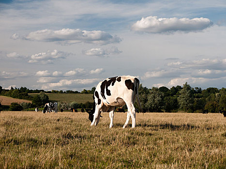 黑白,母牛,放牧,地点,夏日