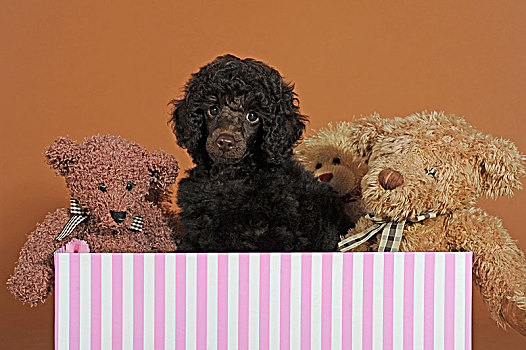 微型,贵宾狗,褐色,小狗,10星期大,雄性,坐,收件箱,泰迪熊