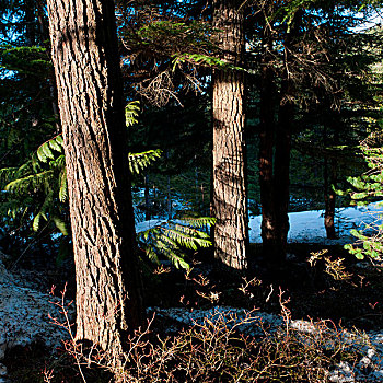 树,树林,惠斯勒,不列颠哥伦比亚省,加拿大