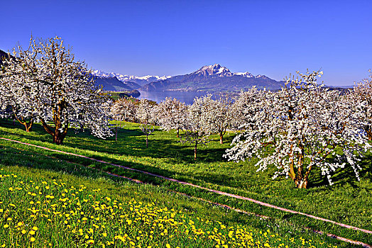 樱桃树,樱桃属,开花,风景,琉森湖,攀升,皮拉图斯,施维茨,瑞士,欧洲