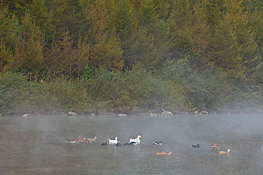 湖,水面,雾气,蒸腾,白雾,水蒸气,缥缈,仙境,灵性,家禽,鸭子,鹅,游动,自在,安静,自然,风光