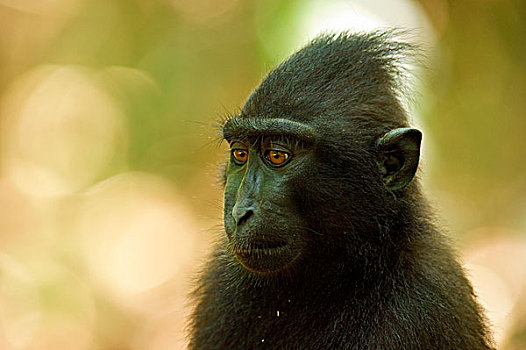 短尾猿,国家公园,苏拉威西岛,印度尼西亚,亚洲