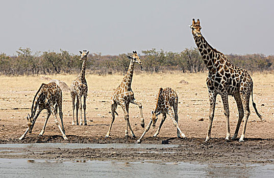 非洲,纳米比亚,埃托沙国家公园,五个,长颈鹿,水坑,画廊