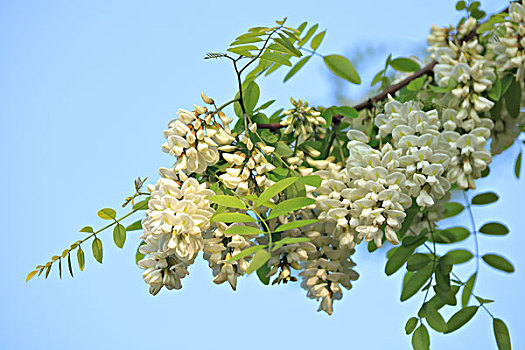 刺槐花