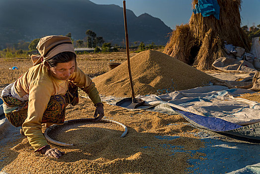 女性,农民,准备,加德满都山谷,尼泊尔,亚洲