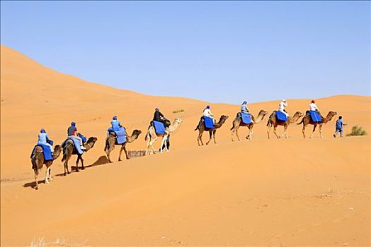 骆驼,一个,上方,沙丘,却比沙丘,梅如卡,摩洛哥